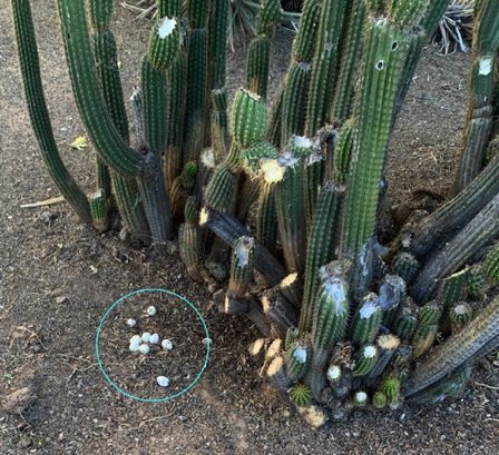 May 5 - An over-enthusiastic gardener exposed these 10 quail eggs and sadly their quail parents have abandoned them.